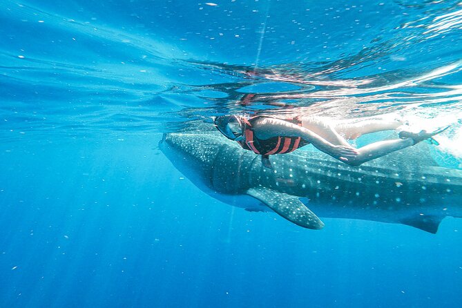 Whale Shark Adventure in Isla Mujeres and Cancun - Wildlife rules and the ethics of the encounter