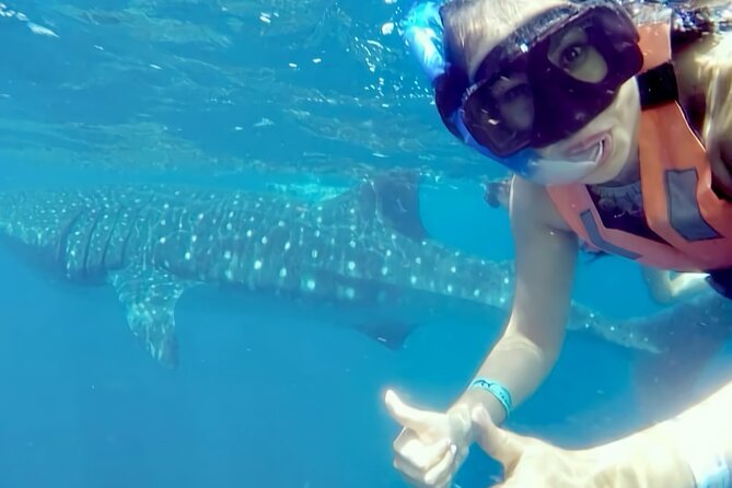 Whale Shark Adventure in Isla Mujeres and Cancun - Pickup from Cancun, Riviera Maya, or Isla Mujeres