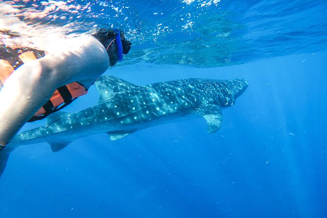 Whale Shark Adventure in Isla Mujeres and Cancun - Why the small group matters