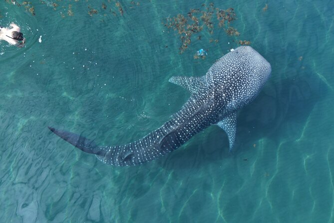 Whale Shark Adventure with a Marine Biologist - Key points to know before you book