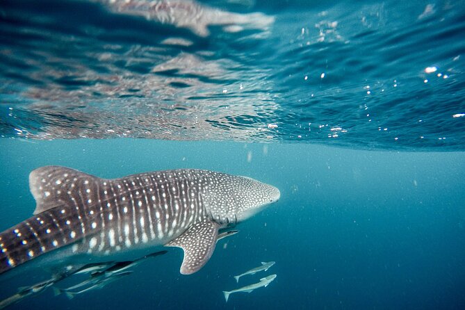 Whale Shark Adventure with a Marine Biologist - Meeting the crew at Playa SN-C