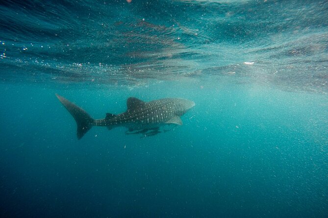Whale Shark Adventure with a Marine Biologist - Finding the whale sharks
