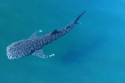 Whale Shark Adventure with a Marine Biologist