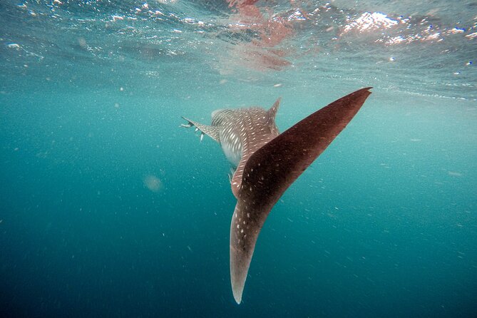 Whale Shark Adventure with a Marine Biologist - The value of a marine biologist guide