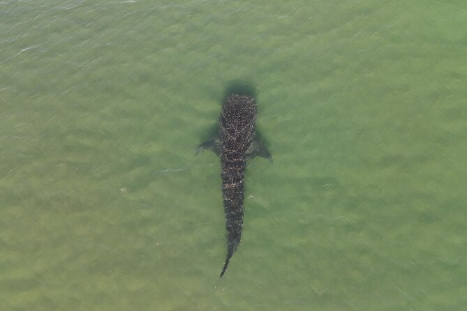 Whale Shark Adventure with a Marine Biologist - A regulated experience with a real conservation benefit