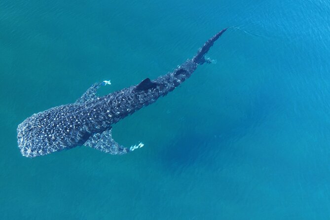 Whale Shark Adventure with a Marine Biologist - Why the departure time can change