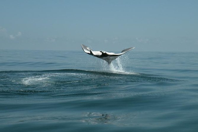 Whale Shark and Snorkeling Adventure from Isla Holbox - The long ride from Isla Holbox