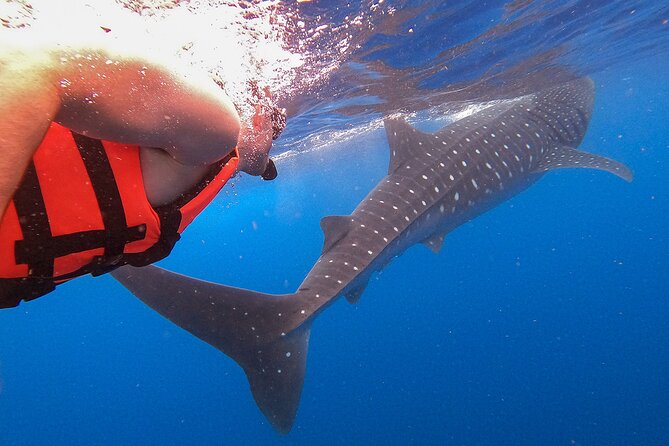 Whale Shark and Snorkeling Adventure from Isla Holbox - Cabo Catoche snorkeling, with realistic expectations