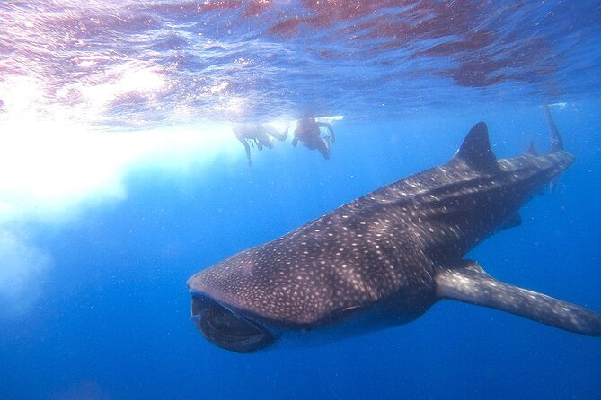 Whale Shark and Snorkeling Adventure from Isla Holbox - Santa Paula and the ceviche lunch