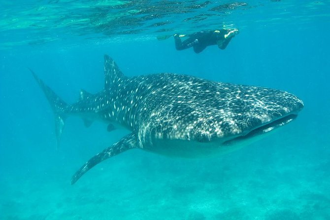 Whale Shark and Snorkeling Adventure from Isla Holbox - Manta rays, turtles, dolphins, and the open-water search