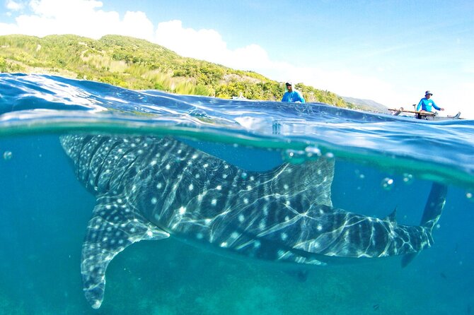 Whale Shark, Canyoneering, Sardines Run and Turtles with Transpo - Key points before you book
