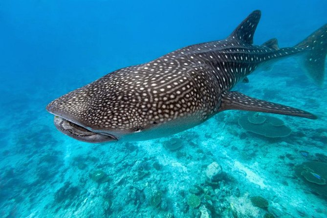 Whale Shark Encounter and Sumilon Sandbar with Kawasan Falls - Should you book this Cebu combination tour?