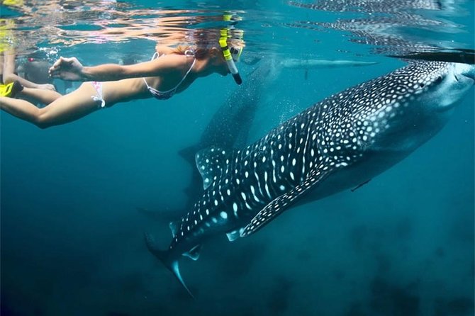 Whale Shark Encounter and Sumilon Sandbar with Kawasan Falls - Guides can make or break a packed schedule