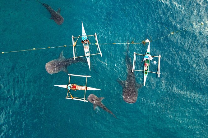 Whale Shark Encounter and Tumalog Waterfalls Tour - A pre-dawn start from Cebu and Mactan