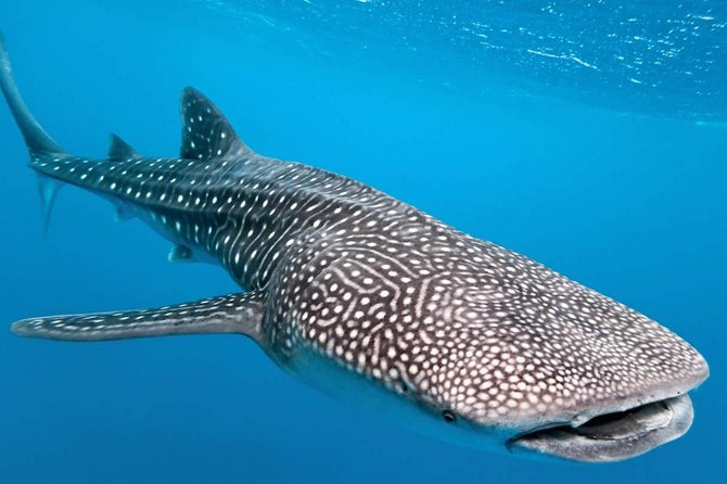 Whale Shark Encounter Experience in Cancun (Snack Lunch included) - Key points to know before booking