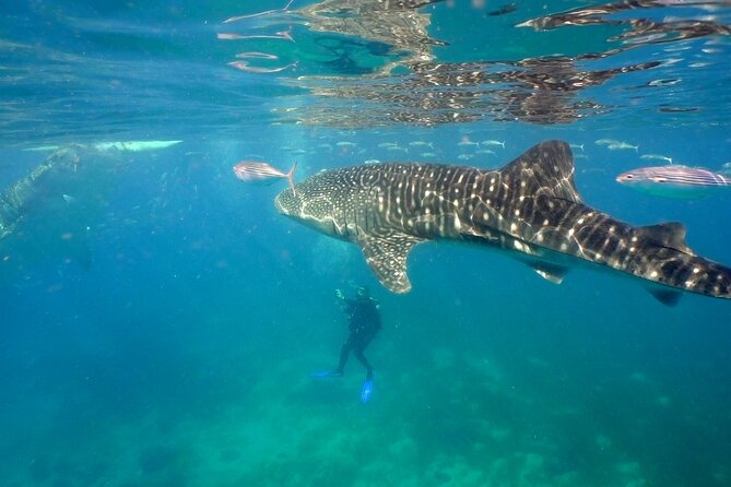 Whale Shark Encounter Experience in Cancun (Snack Lunch included) - Why the whale shark encounter is special