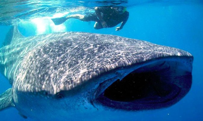 Whale Shark Encounter Experience in Cancun (Snack Lunch included) - What the water entry feels like