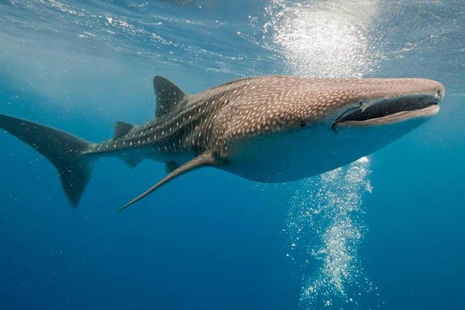 Whale Shark Encounter Experience in Cancun (Snack Lunch included) - The guide and the human side of the outing