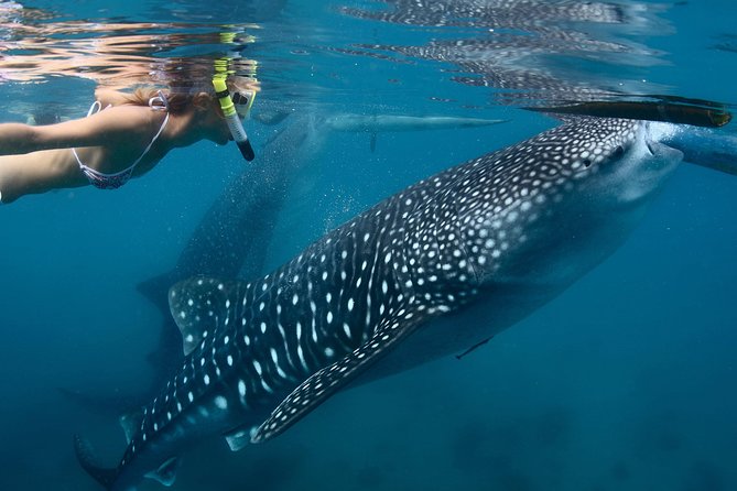 Whale Shark Encounter Experience in Cancun (Snack Lunch included) - Ceviche lunch and Playa Norte