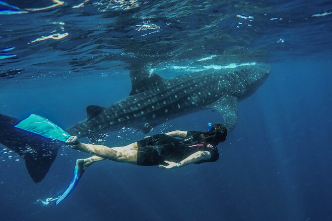 Whale Shark Encounter Full-Day all inclusive Tour from Riviera Maya - Swimming beside whale sharks near Isla Mujeres