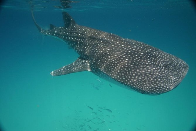 Whale Shark Encounter Full-Day all inclusive Tour from Riviera Maya - How the two 15-minute swims work