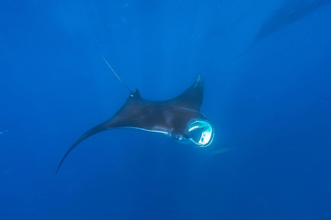 Whale Shark Encounter Full-Day all inclusive Tour from Riviera Maya - What the $170 price really covers