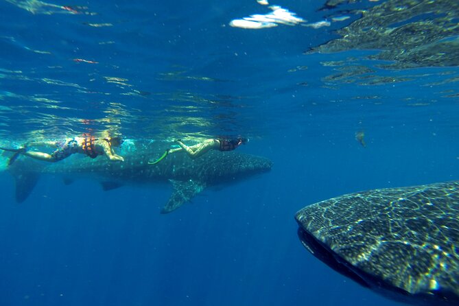 Whale Shark Encounter Full-Day all inclusive Tour from Riviera Maya - Booking advice, weather, and cancellations