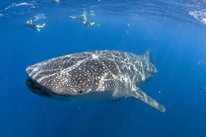 Whale shark encounter Private tour - swim with whale shark cancun - Key points to know before booking
