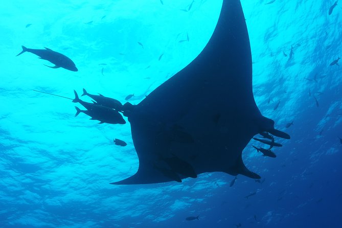 Whale shark encounter Private tour - swim with whale shark cancun - From Playa del Carmen to the marina