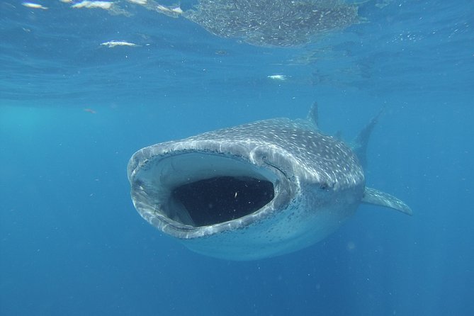 Whale shark encounter Private tour - swim with whale shark cancun - Snorkeling with the whale sharks