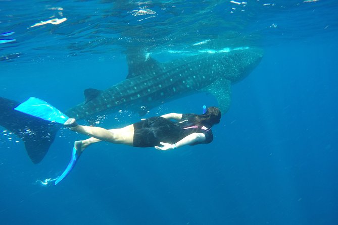 Whale shark encounter Private tour - swim with whale shark cancun - Mantas, dolphins, turtles, and reef life