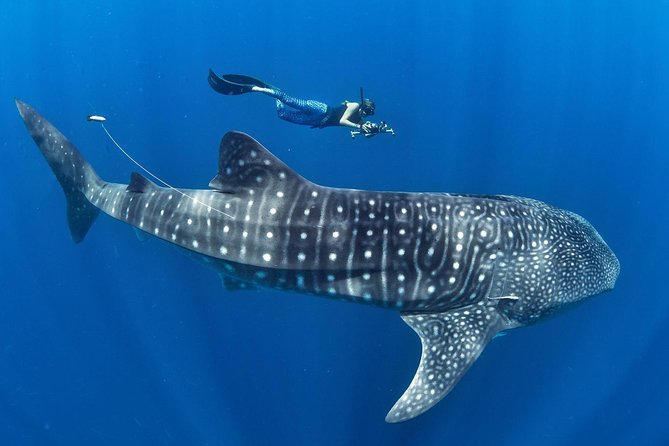 Whale Shark Encounter & Sumilon Sandbar & Canyoneering in Kawasan Falls - Why this Cebu day is so ambitious