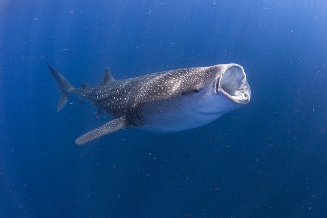 Whale Shark Experience from Playa del Carmen - Key points to know before booking