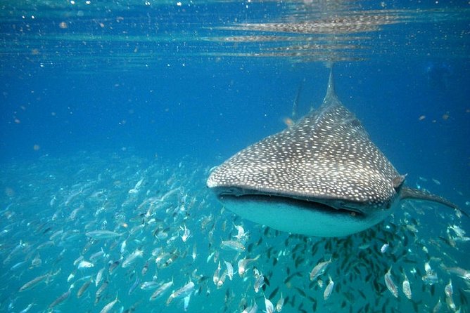 Whale Shark Experience from Playa del Carmen - A 6:30 am start from Playa del Carmen