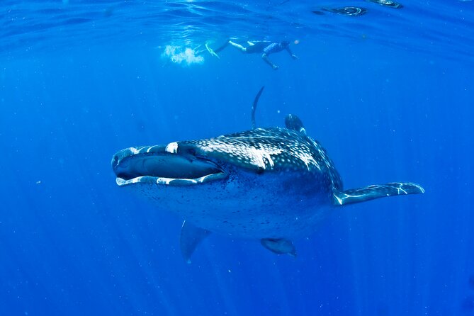 Whale Shark Experience from Playa del Carmen - The ride from Cancun to the whale sharks