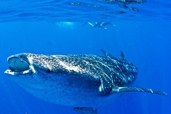 Whale Shark Experience from Playa del Carmen - Entering the water with a guide