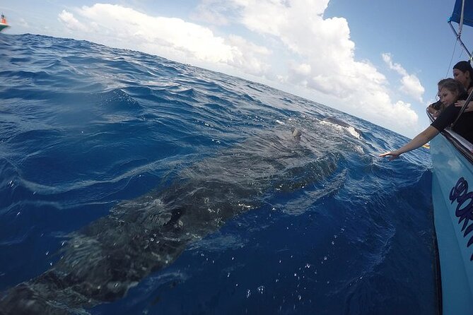 Whale Shark Experience from Playa del Carmen - Is $49 a good value?