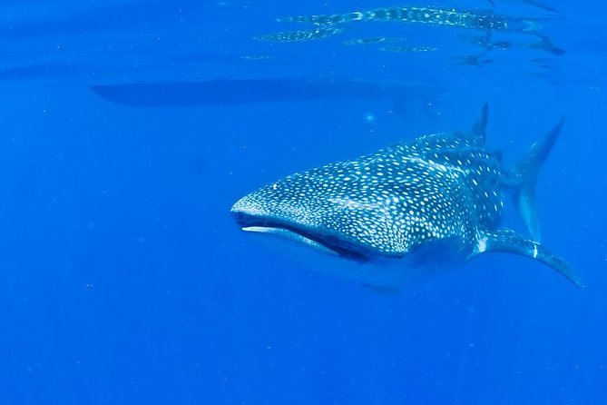Whale Shark Experience from Playa del Carmen - What to pack and how to prepare