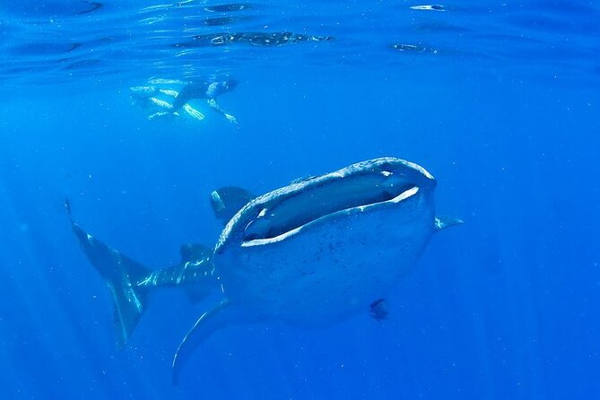 Whale Shark Experience from Playa del Carmen - What the small boat group changes