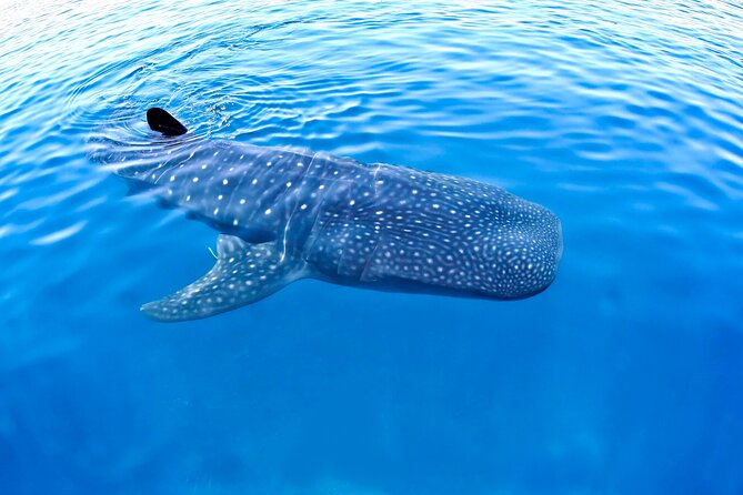 Whale Shark Experience Lifetime Memory in Cancun (snack included) - Key points before you book