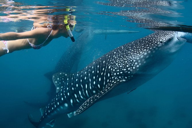 Whale Shark Experience Lifetime Memory in Cancun (snack included) - How the paired swim system works
