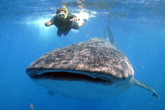 Whale Shark Experience Lifetime Memory in Cancun (snack included) - A stop near Playa Norte