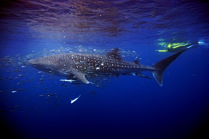 Whale Shark Experience Lifetime Memory in Cancun (snack included) - What the $189 price really covers