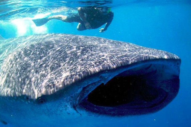 Whale Shark Experience Lifetime Memory in Cancun (snack included) - The long ride from Punta Sam