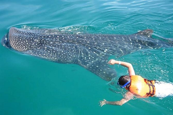 Whale Shark from Cancun, Riviera Maya and Tulum All Inclusive - A guide who works well with families