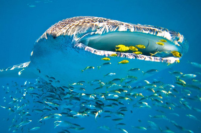 Whale Shark from Cancun, Riviera Maya and Tulum All Inclusive - Breakfast first, ceviche later
