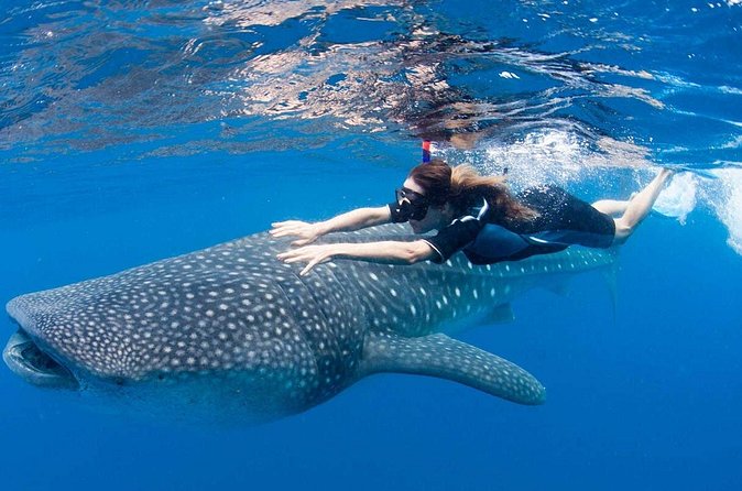 Whale Shark from Cancun, Riviera Maya and Tulum All Inclusive - Playa Norte and one hour on Isla Mujeres