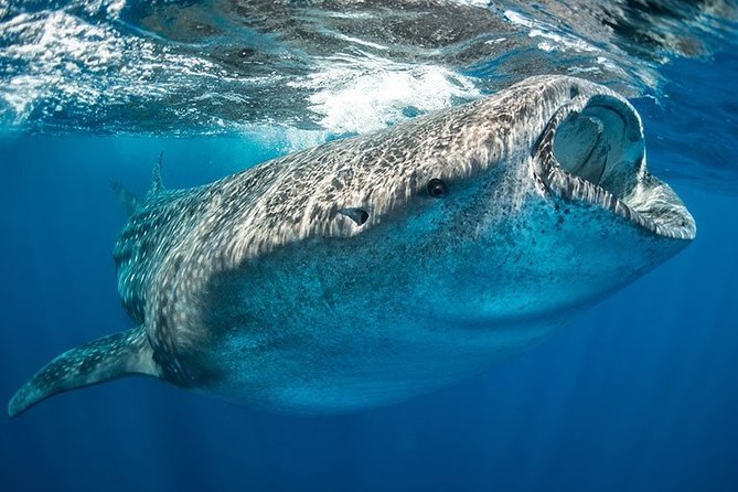 Whale Shark from Cancun, Riviera Maya and Tulum All Inclusive - Is $190 a fair price?