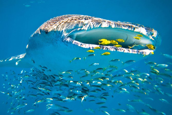 Whale Shark from Cancun, Riviera Maya and Tulum All Inclusive - Who will enjoy this most?