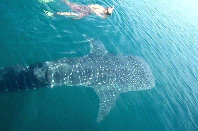Whale Shark from Cancun, Riviera Maya and Tulum All Inclusive - Timing, weather, and cancellation details